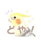 【実写】オカメインコの日常（個別スタンプ：23）