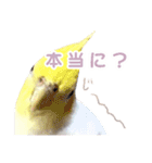 【実写】オカメインコの日常（個別スタンプ：25）