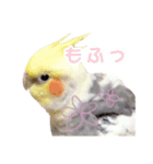 【実写】オカメインコの日常（個別スタンプ：27）