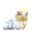 【実写】オカメインコの日常（個別スタンプ：34）