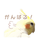 【実写】オカメインコの日常（個別スタンプ：36）