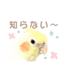 【実写】オカメインコの日常（個別スタンプ：40）