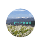 kinko 春バージョン3（個別スタンプ：11）