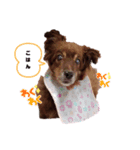 コト スタンプ（個別スタンプ：4）