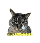 猫屋敷オリジナルスタンプ（個別スタンプ：1）