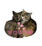 猫屋敷オリジナルスタンプ（個別スタンプ：2）