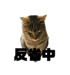 猫屋敷オリジナルスタンプ（個別スタンプ：6）