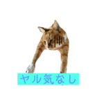 猫屋敷オリジナルスタンプ（個別スタンプ：7）