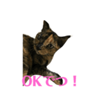 猫屋敷オリジナルスタンプ（個別スタンプ：8）
