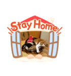 うちの可愛い動物たち（個別スタンプ：1）