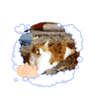 うちの可愛い動物たち（個別スタンプ：2）