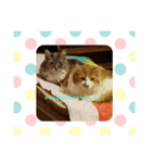 うちの可愛い動物たち（個別スタンプ：3）