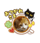 うちの可愛い動物たち（個別スタンプ：6）