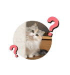ぽむちゃん3（個別スタンプ：5）