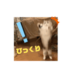 ぽむちゃん3（個別スタンプ：8）