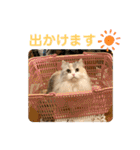 ぽむちゃん3（個別スタンプ：11）