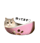 ぽむちゃん3（個別スタンプ：12）