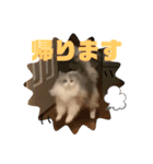 ぽむちゃん3（個別スタンプ：13）