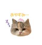 ぽむちゃん3（個別スタンプ：15）