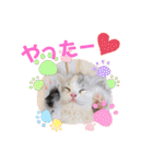ぽむちゃん3（個別スタンプ：17）