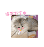 ぽむちゃん3（個別スタンプ：19）