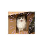 ぽむちゃん3（個別スタンプ：27）