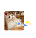 ぽむちゃん3（個別スタンプ：33）