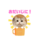 ぽむちゃん3（個別スタンプ：35）