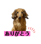 乙女王子（個別スタンプ：4）