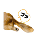 乙女王子（個別スタンプ：5）