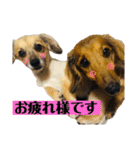 乙女王子（個別スタンプ：7）