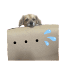 乙女王子（個別スタンプ：10）