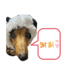 乙女王子（個別スタンプ：16）