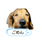 乙女王子（個別スタンプ：17）