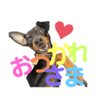 まいにちはっち1（個別スタンプ：7）