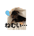 まいにちはっち1（個別スタンプ：13）