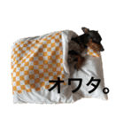 まいにちはっち1（個別スタンプ：14）