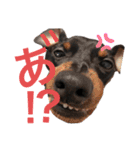 まいにちはっち1（個別スタンプ：21）