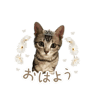ねこちゃんのスタンプ ฅ"（個別スタンプ：1）