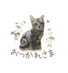 ねこちゃんのスタンプ ฅ"（個別スタンプ：4）