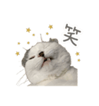 ねこちゃんのスタンプ ฅ"（個別スタンプ：6）