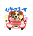 犬好きさんに☆こじももスタンプ（個別スタンプ：9）