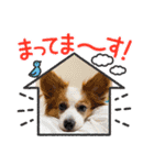 犬好きさんに☆こじももスタンプ（個別スタンプ：20）