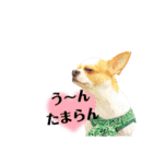 モカと健真（個別スタンプ：2）