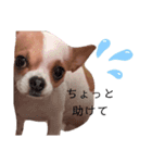 モカと健真（個別スタンプ：14）