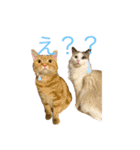 びとて（個別スタンプ：1）