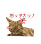 びとて（個別スタンプ：3）