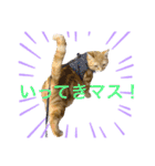 びとて（個別スタンプ：6）