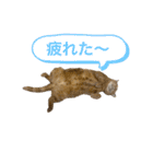 びとて（個別スタンプ：8）