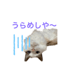 びとて（個別スタンプ：15）